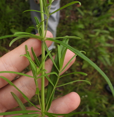 Dracocephalum ruyschiana