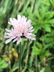 Knautia arvensis