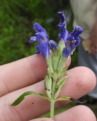 Dracocephalum ruyschiana