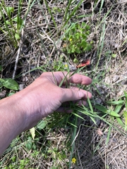 Muhlenbergia schreberi