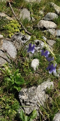 Campanula barbata