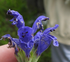 Dracocephalum ruyschiana
