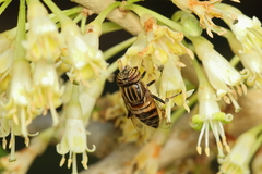 Eristalodes