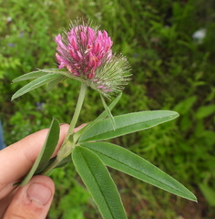 Trifolium alpestre