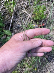 Muhlenbergia schreberi
