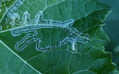 Phyllocnistis populiella