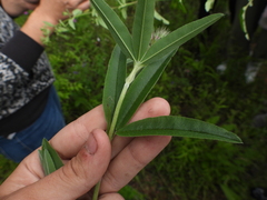 Trifolium alpestre
