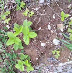Fragaria viridis