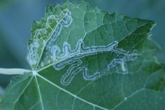 Phyllocnistis populiella