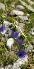 Campanula barbata