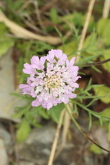 Scabiosa columbaria