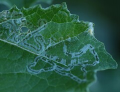 Phyllocnistis populiella