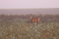 Blastocerus dichotomus