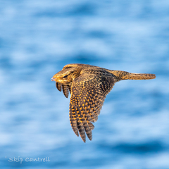 Antrostomus carolinensis