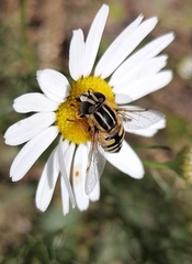 Helophilus pendulus