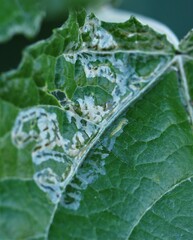 Phyllocnistis populiella