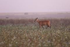 Blastocerus dichotomus