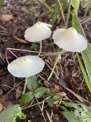 Leucocoprinus fragilissimus