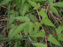 Rubus trianthus