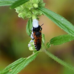 Callomegachile