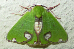Neromia rhodomadia