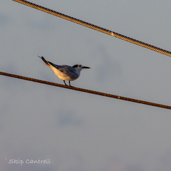 Thalasseus sandvicensis