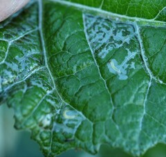 Phyllocnistis populiella