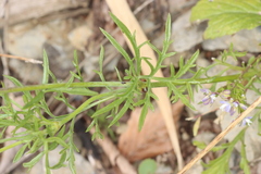 Scabiosa columbaria