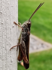 Chorthippus biguttulus