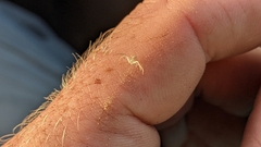 Misumessus oblongus