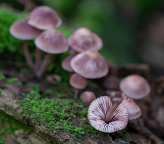 Mycena