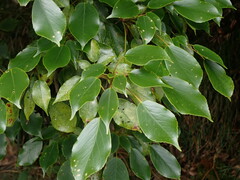 Trochodendron aralioides