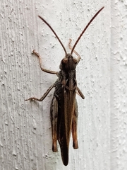 Chorthippus biguttulus