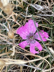 Dianthus pavonius