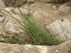 Equisetum ramosissimum