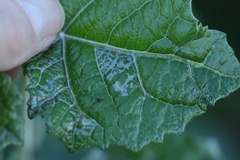 Phyllocnistis populiella