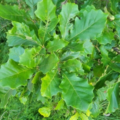 Quercus bicolor