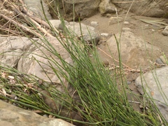 Equisetum ramosissimum