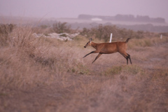 Blastocerus dichotomus