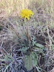 Taraxacum serotinum