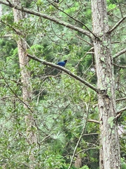 Cyanocorax caeruleus