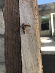 Polistes crinitus