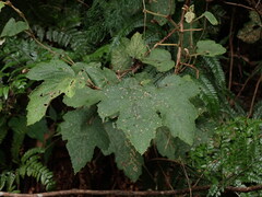 Rubus formosensis