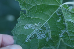 Phyllocnistis populiella