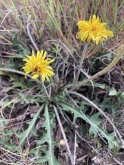 Taraxacum serotinum