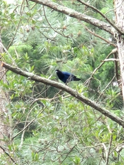 Cyanocorax caeruleus