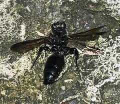 Aculeata