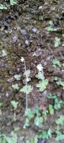 Pinguicula crenatiloba (Pinguicula crenatiloba)