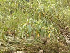 Boehmeria densiflora