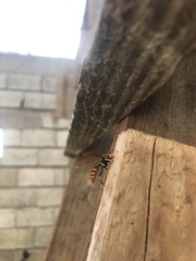 Polistes crinitus